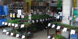 2008年5月撮影　春の果菜苗売り場